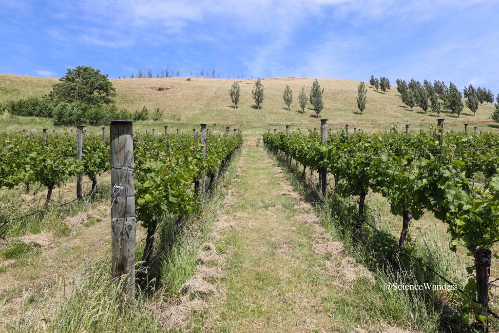 Waipara vineyard