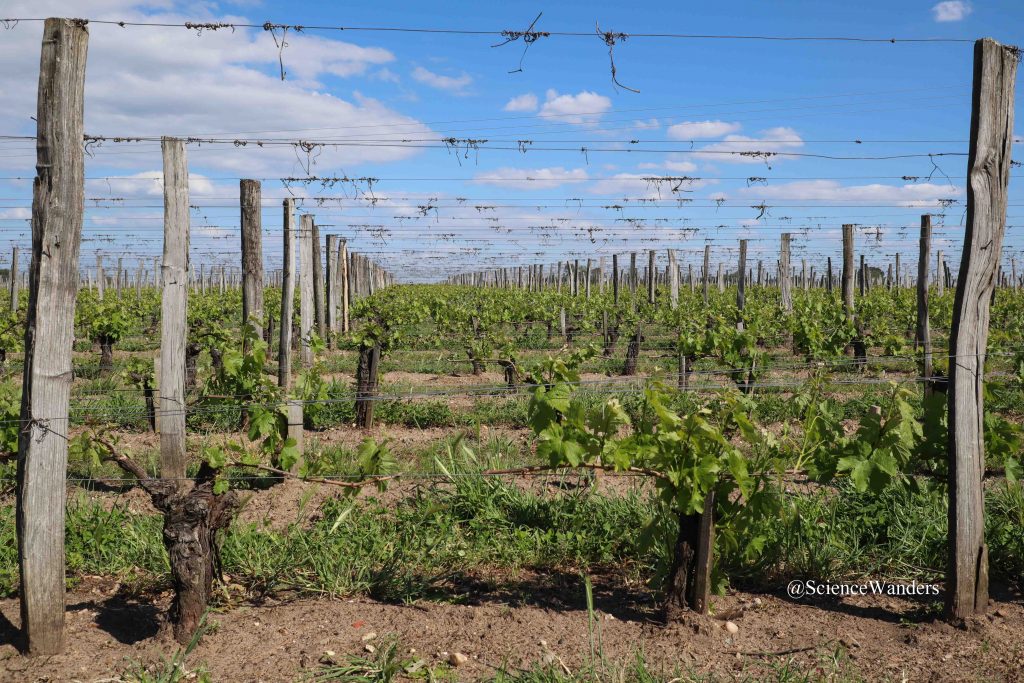 Soil in St Emilion vineyard